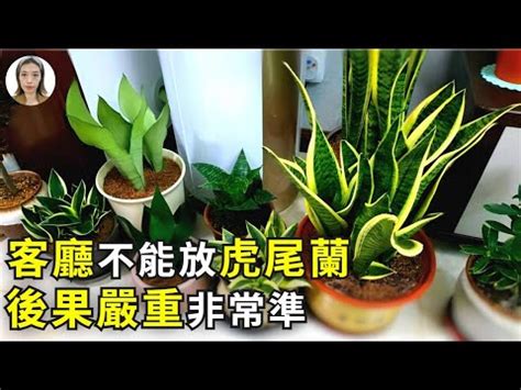 金邊虎尾蘭 風水|【虎尾蘭風水】虎尾蘭風水指南：招財旺運、避厄除煞